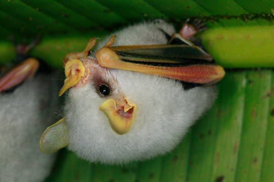 Chauve-souris, les animaux du Costa Rica : 14 photos des photographes  Christine et Franck Dziubak