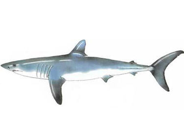 Le requin mako : les animaux marins les plus rapides du monde