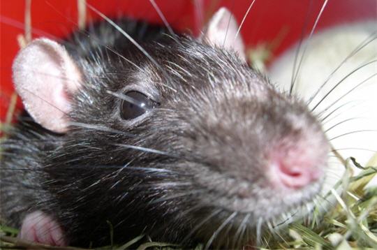 Rat domestique : les plus beaux rongeurs de la galerie