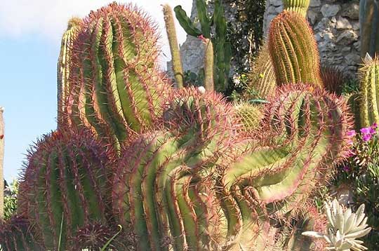 Les plus beaux cactus de la Galerie-photos : 14 images