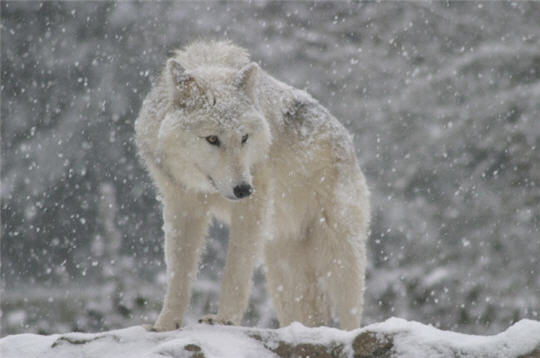 Les plus belles photos des loups du parc du Gévaudan