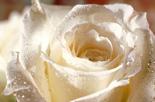 Descubra 48 kuva les plus belles roses blanches - Thptnganamst.edu.vn
